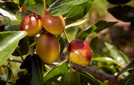 Li Jujube Tree - 5 Gallon Pot (Grafted)