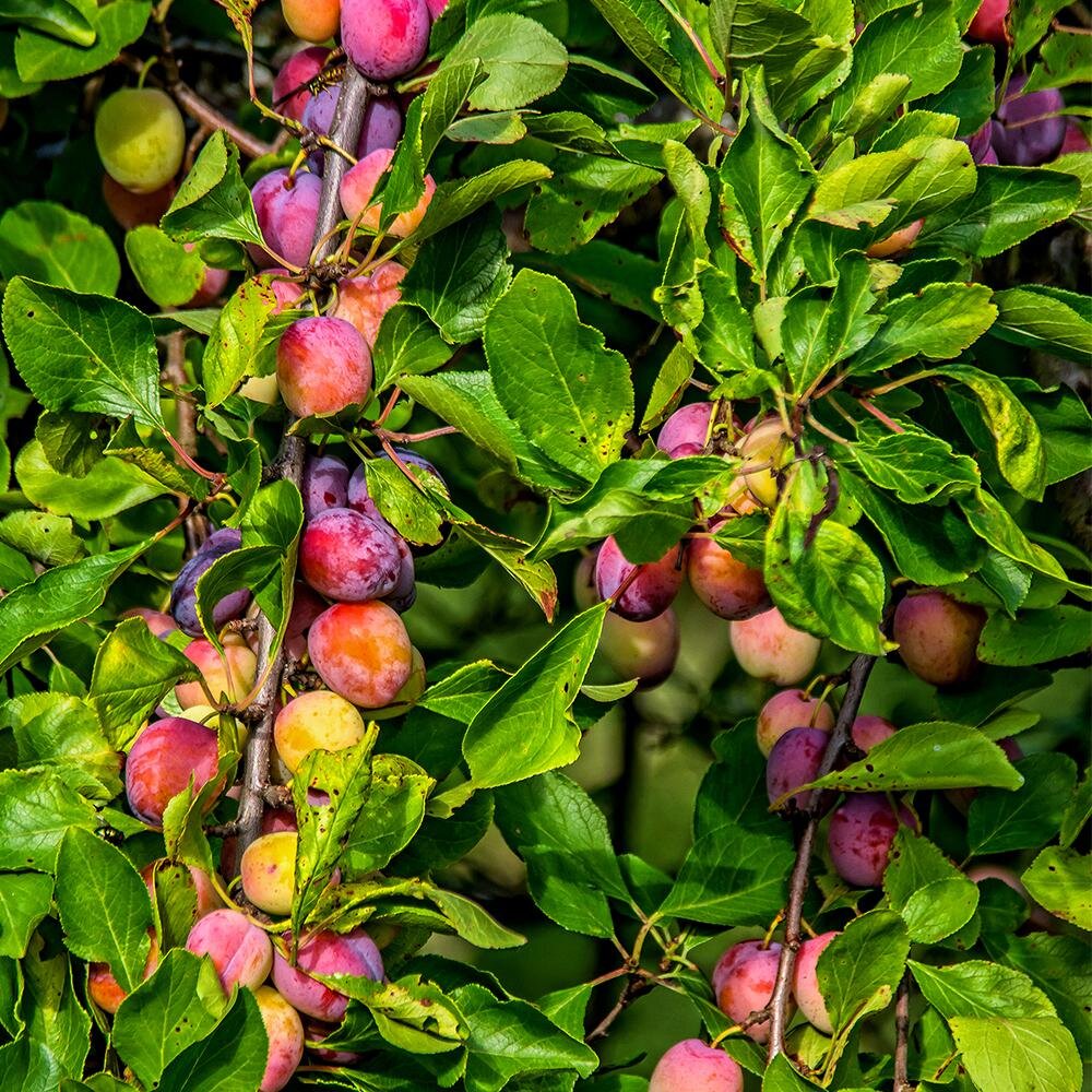 Santa Rosa Plum Tree