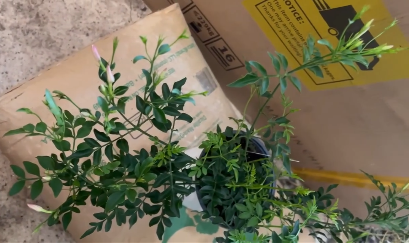 Pink Jasmine