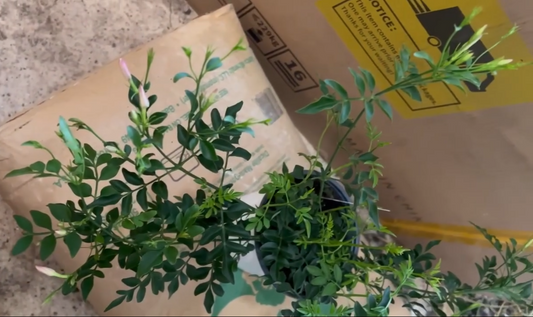 Pink Jasmine