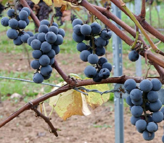 Fredonia Grape Vine (2 gallon pot)