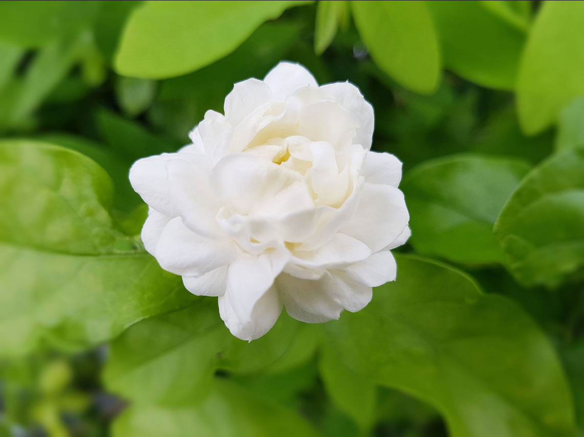 Arabian Jasmine Plant