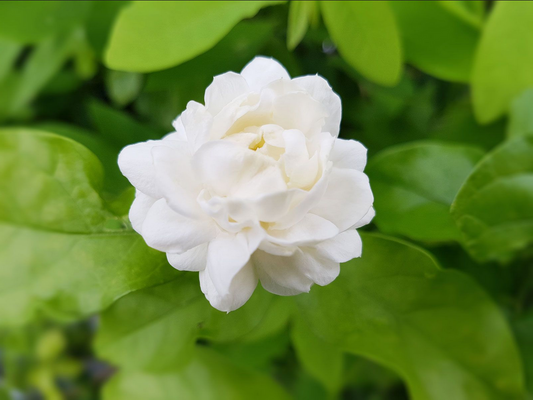 Arabian Jasmine Plant