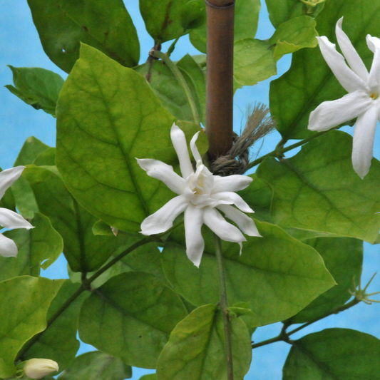 Belle Of India Jasmine Plant