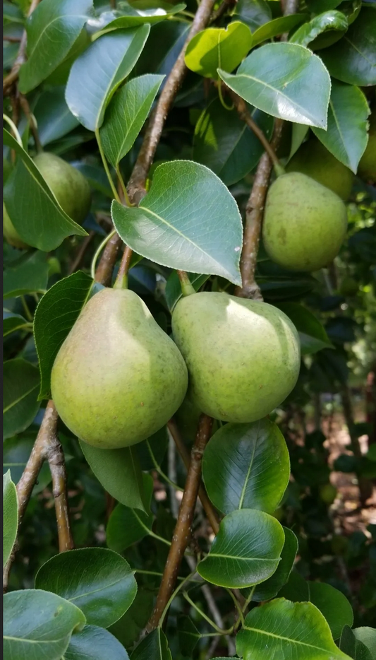Bartlett Pear Tree