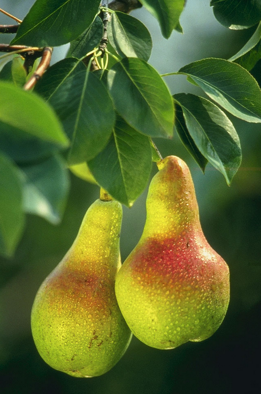 Orient Pear Tree