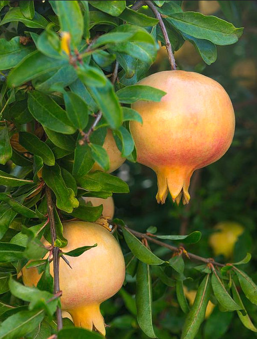 Kaj-Acik-Aror R9 Pomegranate Tree