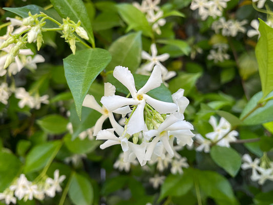 Star Jasmine - 3 Gallon Pot