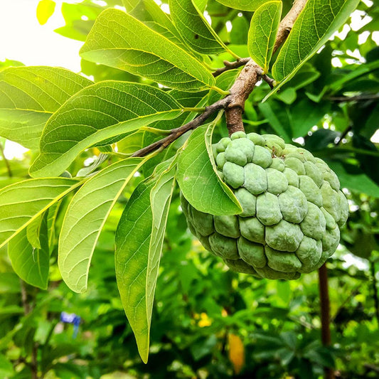 Sugar Apple Fruiting Tree