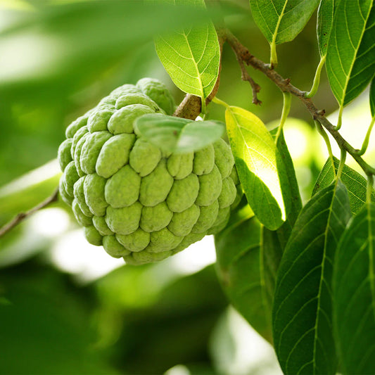 Fruiting Sugar Apple