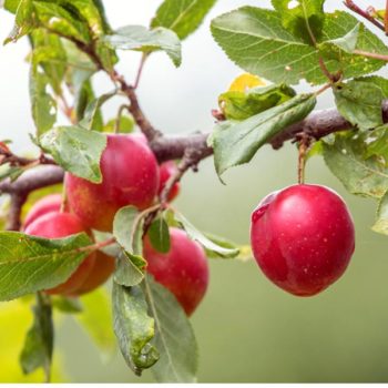 Superior Plum Tree