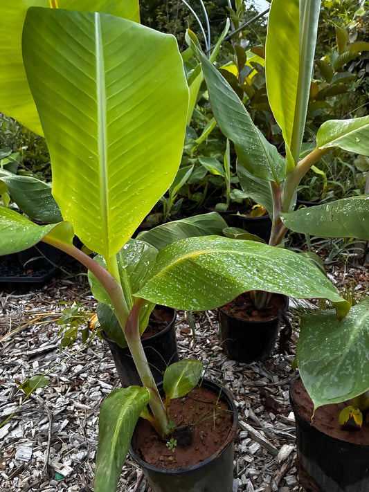 'Viente Cohol' Banana Plant