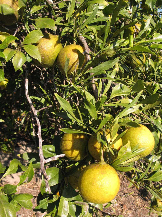 Abers Narrow Leaf (Sour Orange) Tree - 5 Gallon Pot