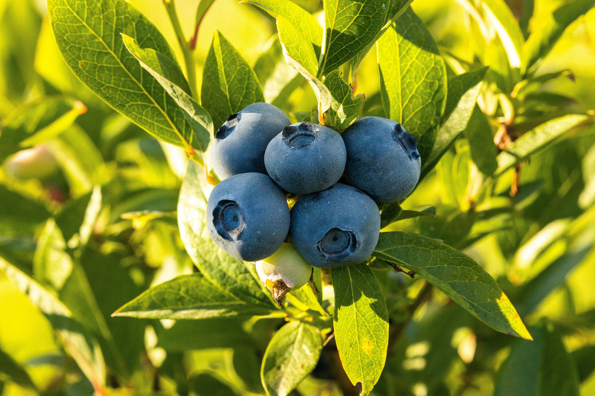 'Titan' Blueberry