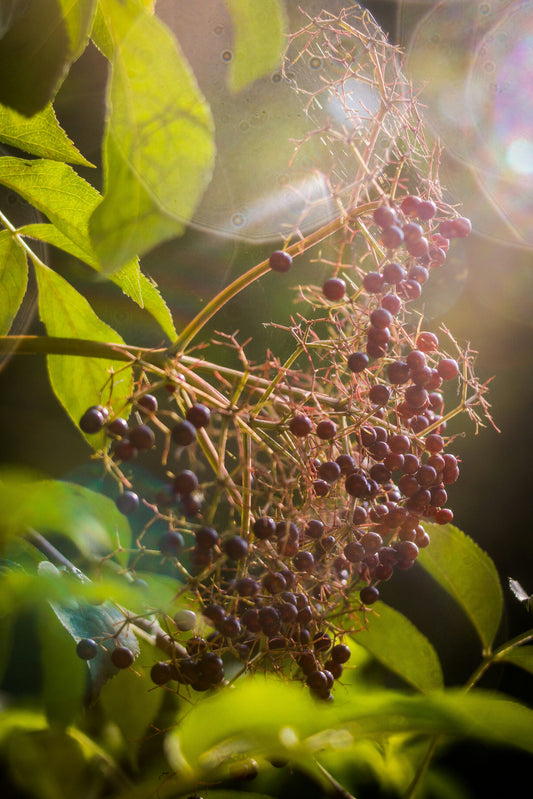 Bob Gordon Elderberry