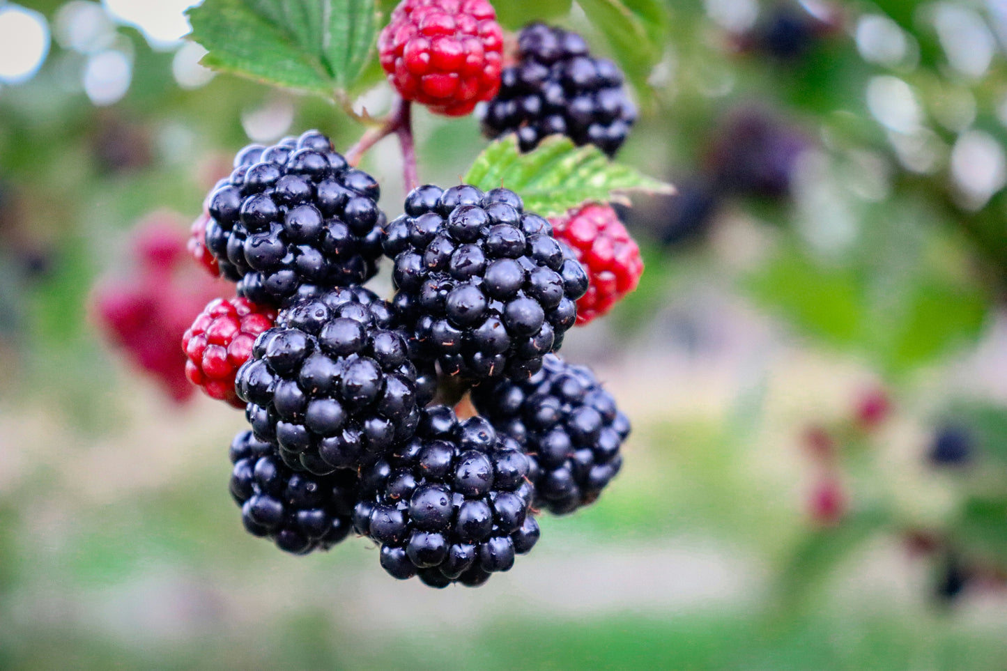 'Ouachita' Blackberry