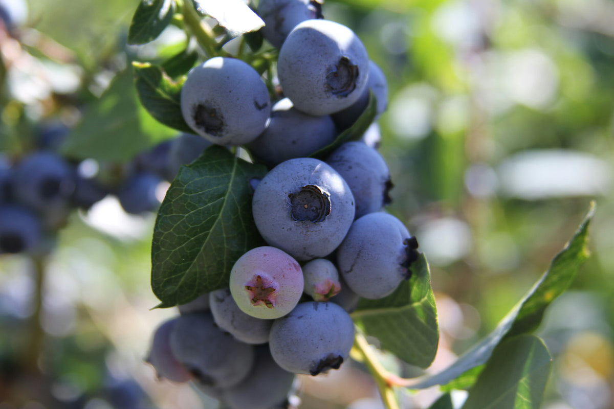 'Biloxi' Blueberry