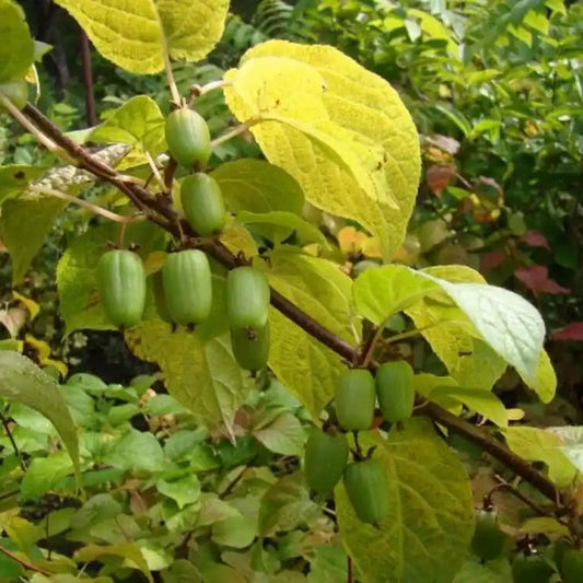 Arctic Beauty Very Cold Hardy Kiwi Plant