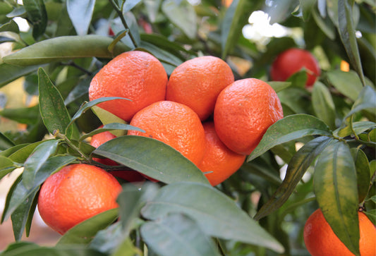 'Keraji' Mandarin Tree - Grafted