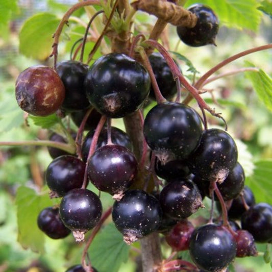 Gooseberries/Currants Ben Lomand Plant