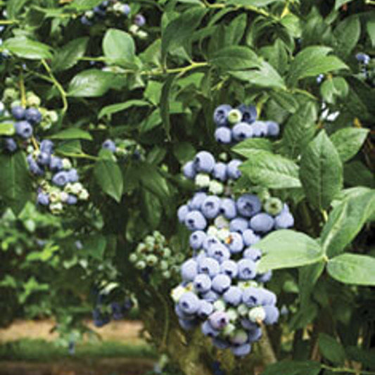Tifblue Blueberry Tree, 3 Gallon Pot