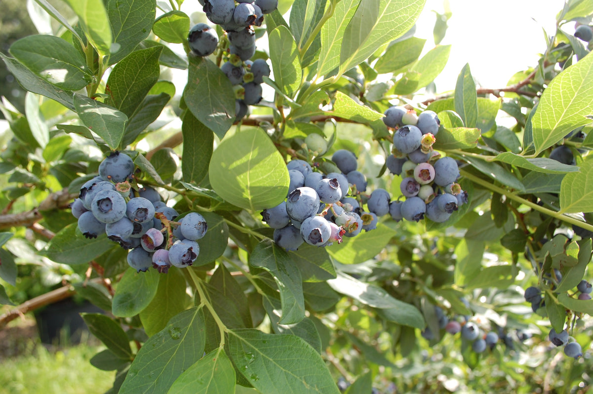 'Reka' Blueberry