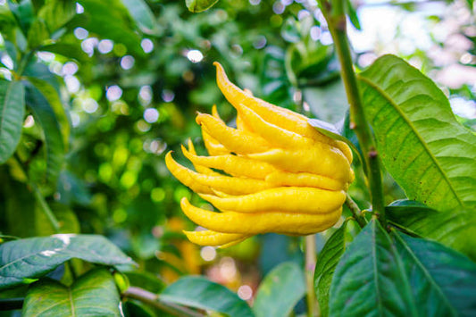 Buddha's Hand Citron - Grafted