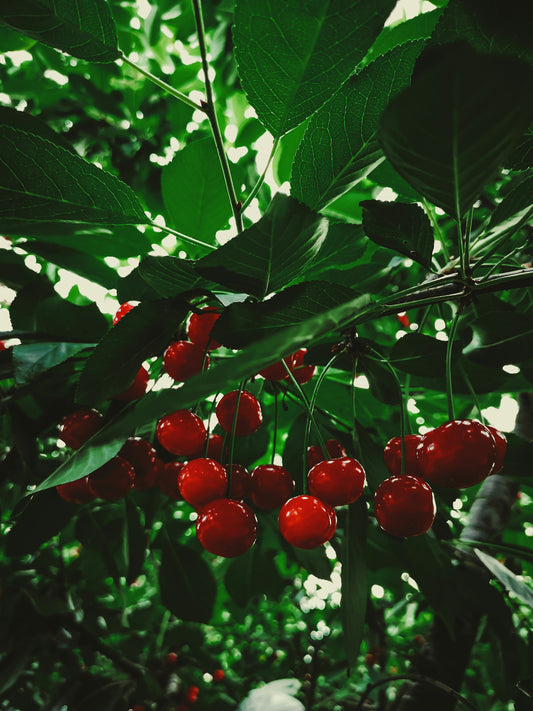 'Brooks' Cherry - Grafted