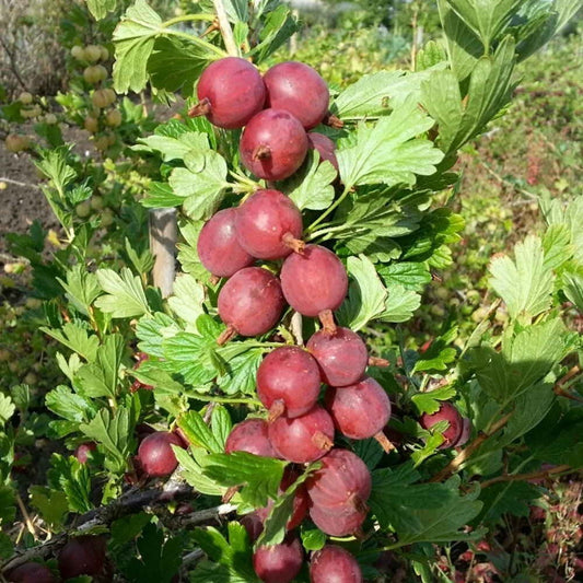 Gooseberries Captivator Plant