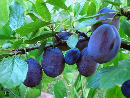 Stanley Plum Tree