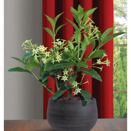 Night Blooming Jasmine (Night Queen), 3 Gallon Pot