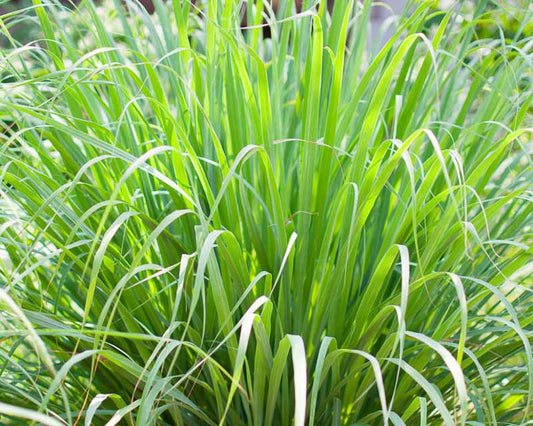 Lemongrass Plant