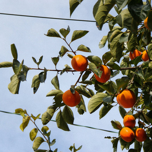 Hachiya Fuyu Persimmon - Grafted