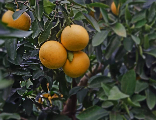 'Kinkoji' Grapefruit - Grafted
