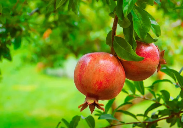 Kazake R30 Pomegranate Tree