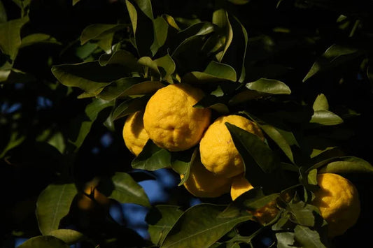 'Yuzu' Lemon - Grafted