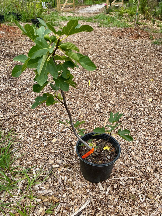 Desert King Fig Tree - 3 Gallon Pot