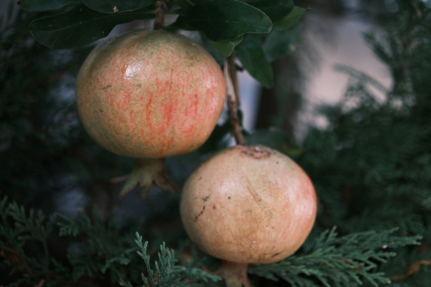 'Azadi' Pomegranate