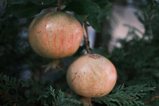 'Azadi' Pomegranate