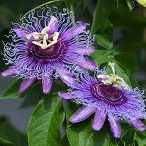 Passionfruit Purple Plant