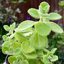 Indian Oregano Plant
