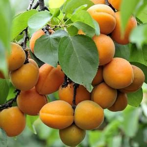 Sweet Gem Apricot Tree
