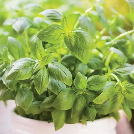 Other Herbs