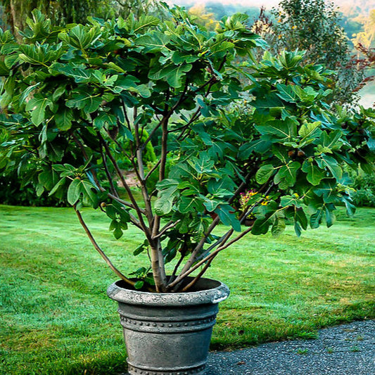 Black Mission Fig Tree, 5 Feet Tall