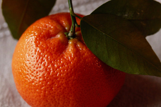 'Brown Select' Satsuma Mandarin - Grafted