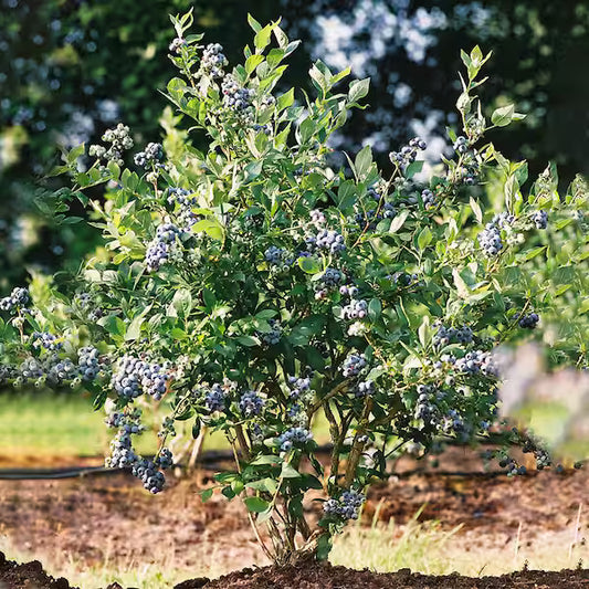 Sweet Crisp Blueberry Plant