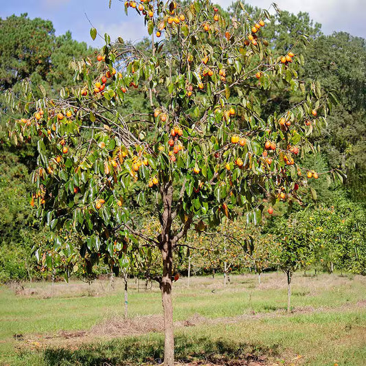 Saijo Persimmon Tree, 3 Gallon Pot