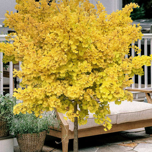 Ginkgo Tree, 5 ft tall, grafted