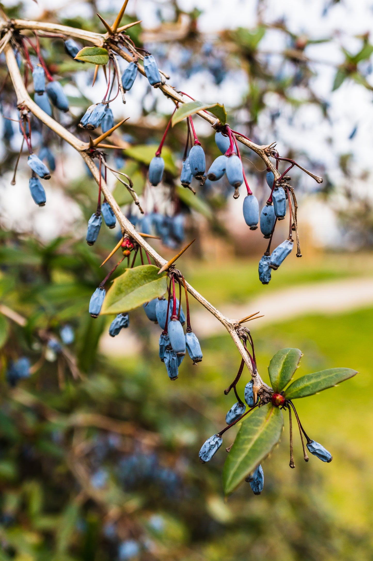 ‘Aurora’ Haskap (Honeyberry) Plant