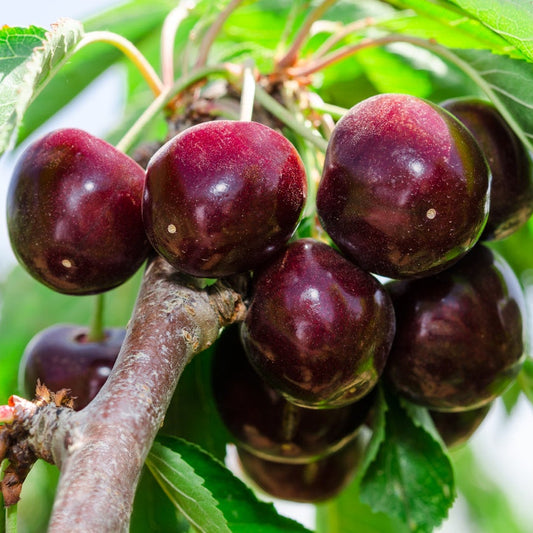 Black Tartarian Cherry, Grafted, 9 ft Tall